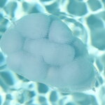 Filtračná vložka Planet Pool CF pre automatické vysávače (8 mikrónov) Filtračná vložka Planet Pool CF pre automatické vysávače (8 mikrónov)